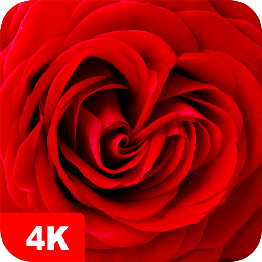 Hintergrundbilder mit Rose 4K