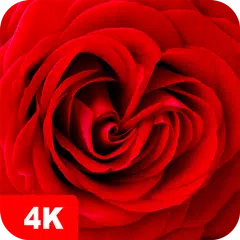 Baixar Papéis de parede com rosa 4K APK