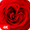 Rose Wallpapers 4K APK