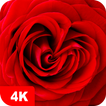 Fondos de pantalla con rosa 4K