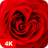 Roses Fonds d'écran 4K icône