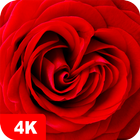 Rose Wallpapers 4K आइकन
