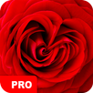 Rose Wallpapers PRO APK