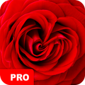 Rose Wallpapers PRO