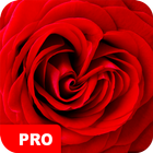 Roses Fonds d'écran PRO icône