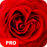 Rose Wallpapers PRO
