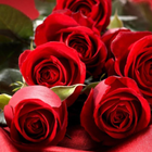 Rose Wallpapers icono