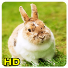 imagenes de conejos icono
