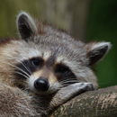 Raccoon Sound Effects APK