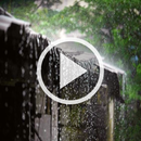 Rain Video Wallpaper RDT APK