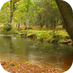 Rain in the forest Video LWP