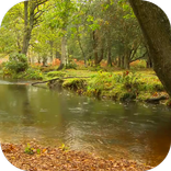 Rain in the forest Video LWP