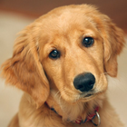 Golden Retriever Dog Wallpaper icône