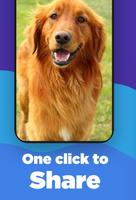 Golden Retriever Dog Wallpaper capture d'écran 3