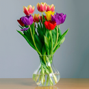 Colorful Tulips Wallpapers APK