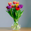 Colorful Tulips Wallpapers