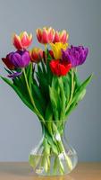 Colorful Tulips Wallpapers ảnh chụp màn hình 1