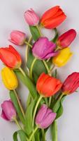 Colorful Tulips Wallpapers capture d'écran 2