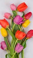 Colorful Tulips Wallpapers syot layar 2