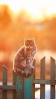 Cat Wallpapers Affiche