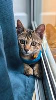 Cat Wallpapers скриншот 1