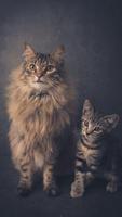 Cat Wallpapers скриншот 2