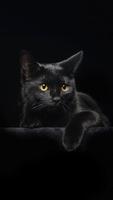 Cat Wallpapers скриншот 3