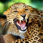 Cheetah Wallpapers icono