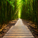 Bamboo Forest Wallpapers APK