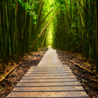 Bamboo Forest Wallpapers آئیکن