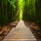 Bamboo Forest Wallpapers icon