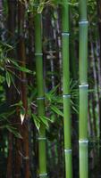 Bamboo Forest Wallpapers plakat