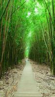 برنامه‌نما Bamboo Forest Wallpapers عکس از صفحه