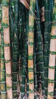 برنامه‌نما Bamboo Forest Wallpapers عکس از صفحه