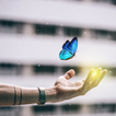 Butterfly Wallpapers