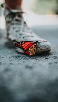 Butterfly Wallpapers screenshot 2
