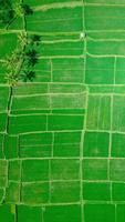 Green Wallpapers 포스터