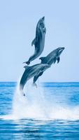 Dolphins Live Wallpaper Affiche