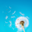 Dandelion Wallpapers