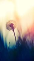 Dandelion Wallpapers Cartaz