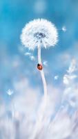 Dandelion Wallpapers imagem de tela 1