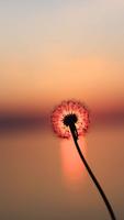 Dandelion Wallpapers imagem de tela 2