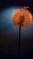 Dandelion Wallpapers imagem de tela 3