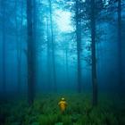 Dark Forest HD Wallpapers أيقونة