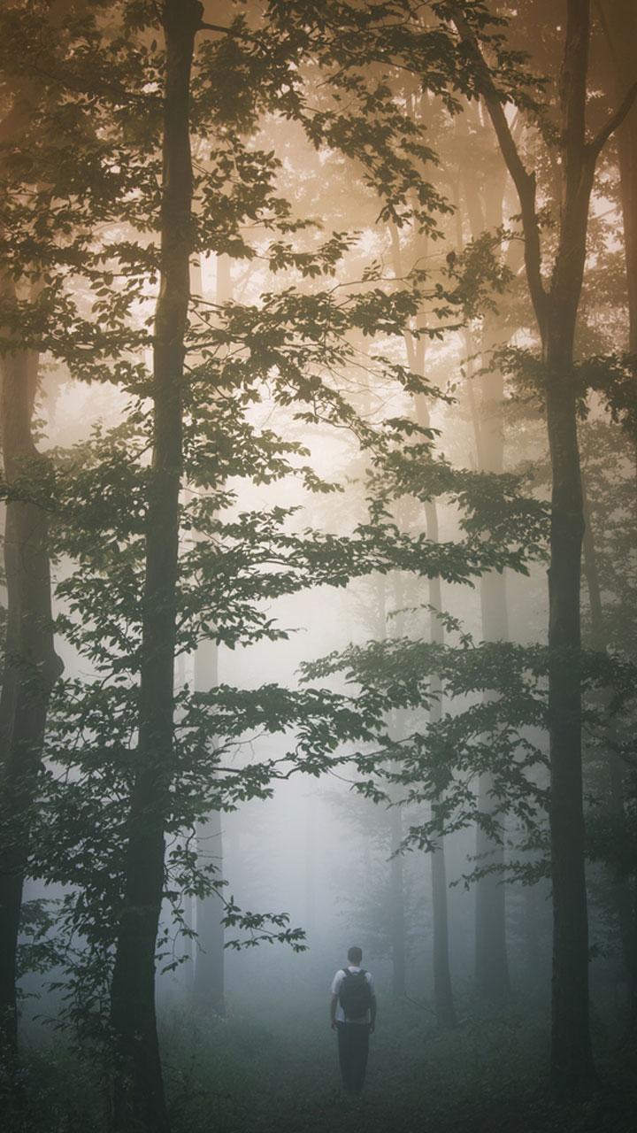picture Iphone Dark Forest Wallpaper 4K dark forest hd wallpapers fur android