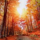 Forest HD Wallpapers APK