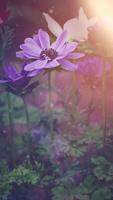 Flower Wallpapers 截图 1