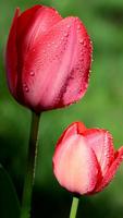 Flower Wallpapers 截图 2