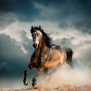 Horse Wallpapers APK