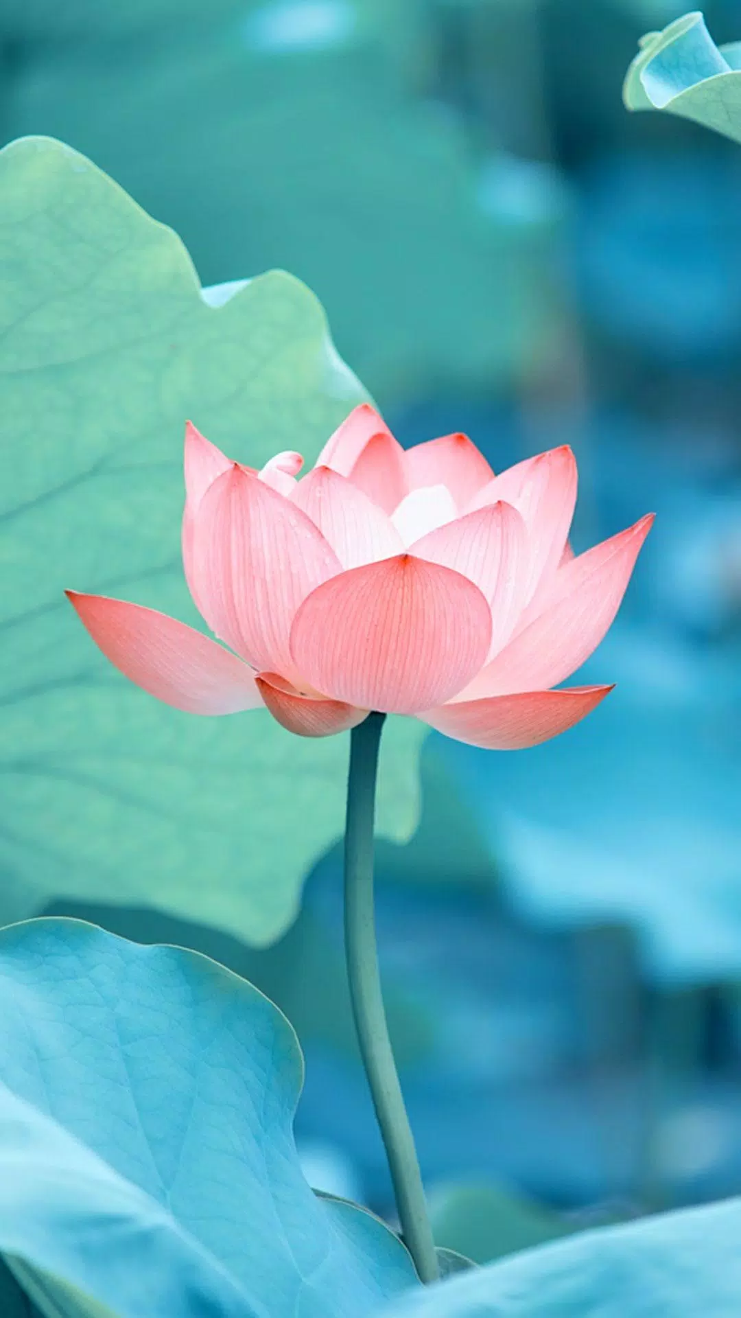 Lotus Live Wallpaper APK for Android Download